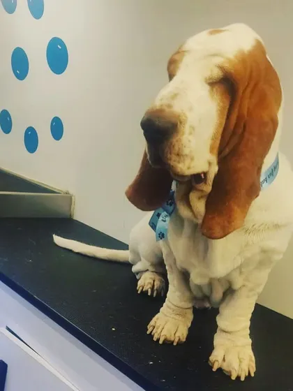 Here is a lovely Basset Hound right after his bath and groom. He looks so clean and refreshed before we put on his party hat for birthday photos.