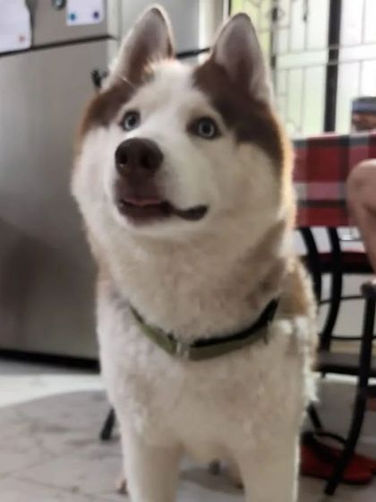 Jazzy's Pet Care - In-Home Dog Boarding The Small Breed Squad photo 13