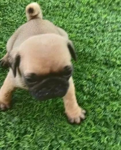 An active Pug puppy exploring the grass. I ensure all my puppies have a clean and stimulating environment to grow up in.