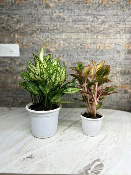 Sometimes, a simple pair is all you need. A variegated Aglaonema and a red Aglaonema in matching white pots create a beautiful, complementary duo.