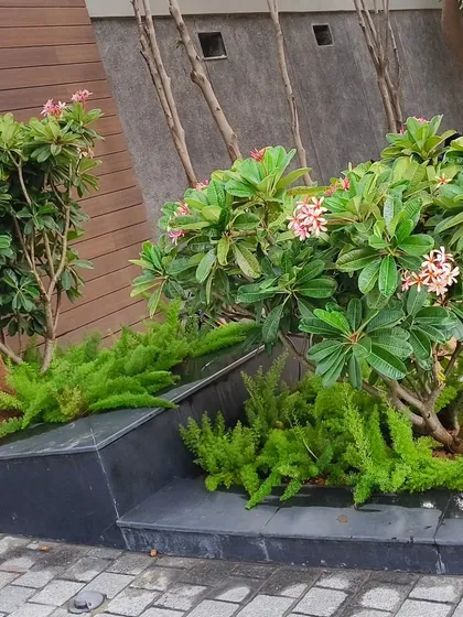 A modern landscaping solution using tiered black granite planters filled with flowering Plumeria and cascading Asparagus ferns.