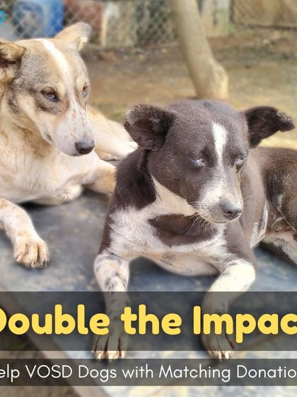 Two of our residents, relaxing together. Your donation, when matched by your employer, provides twice the food, twice the medical care, and twice the hope for them.