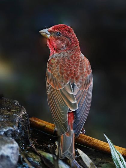 A male Rosefinch is perched on a wet rock near a stream. The dark, moody environment makes the bird's deep red plumage appear even richer.
