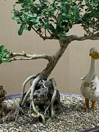 Custom Plant Arrangements and Gifting