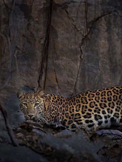 Ranthambore: Land of Legendary Tigers photo 47