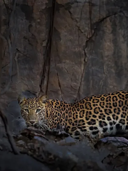 A leopard spotted against the dark rocks of the Anantpura area. While famous for tigers, Ranthambore also has a healthy leopard population, and spotting one is always a thrill.