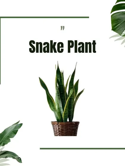 A graphic showcasing the Snake Plant, a popular choice for its striking vertical leaves and incredibly low-maintenance needs, making it perfect for beginners.