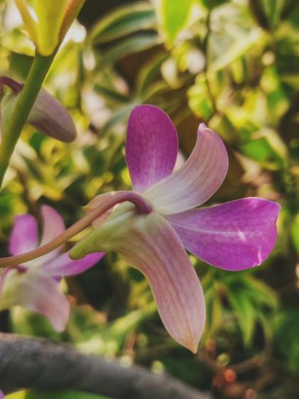 A side view of a single orchid flower, highlighting its unique form.