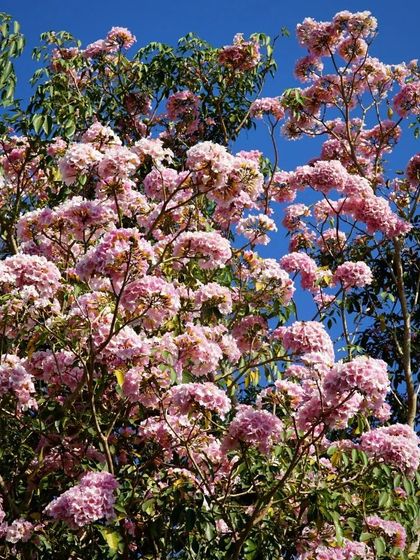 The vibrant Pink Trumpet tree in full bloom. During its season, it showers our paths with pink flowers, creating a truly magical and beautiful environment for our guests.