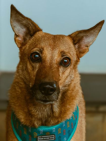 My beautiful babies. These are my own rescued indie dogs, the inspiration behind so much of my work.