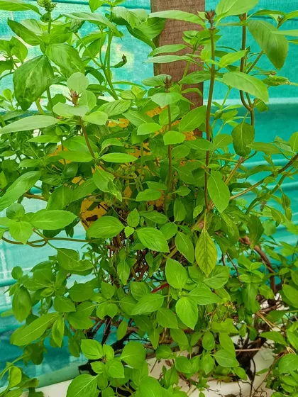 A healthy basil plant growing in a hydroponic system on a terrace, ready for harvest.