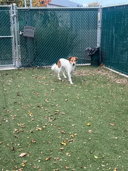 Ginger, a beautiful mixed-breed, stands in a secure play area. She and Milo traveled as manifest cargo from Delhi to New York, and we provided them with safe, comfortable boarding while all arrangements were made.