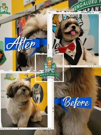 Pet Grooming