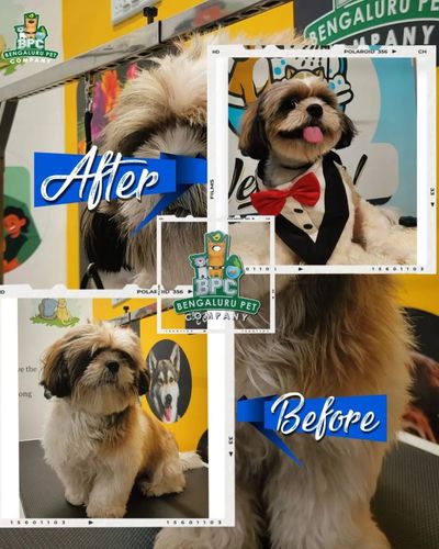 Pet Grooming