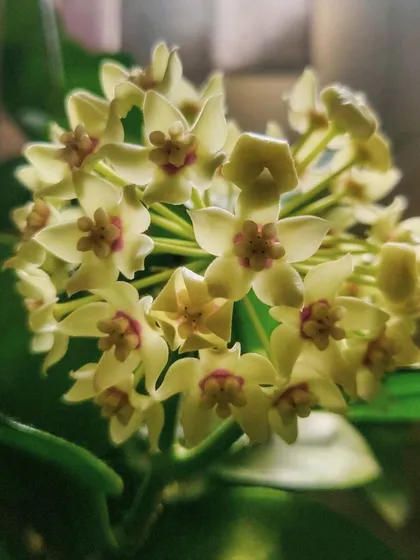 This is the Hoya Carnosa, or Wax Plant, in full bloom. It took nearly two years of experimenting to encourage these beautiful, star-shaped, waxy flowers to appear.