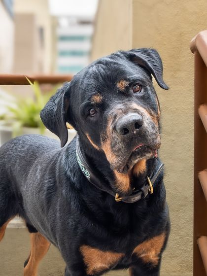 Jag the Rottweiler, giving the camera a classic head tilt.