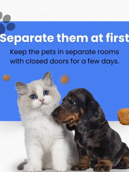 Wondering if cats and dogs can get along? Yes, they can! The key is a slow and careful introduction. This graphic shows the first step: keeping them in separate rooms to let them get used to each other's scent.
