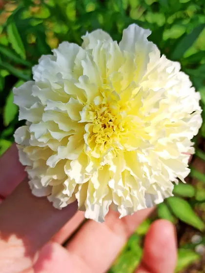 Another shot of my homegrown white marigold, this time catching the sunlight perfectly. The next step in my gardening adventure is to learn how to harvest seeds from this flower.