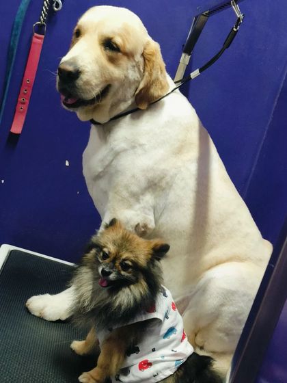 Bengaluru Pet Company - Pet Grooming Our Happy Clients photo 74