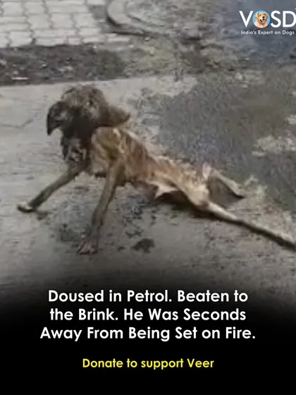Doused in petrol and beaten to the brink, Veer was seconds away from being set on fire. His eyes begged for help, and it came just in time. Support his lifelong recovery from trauma.