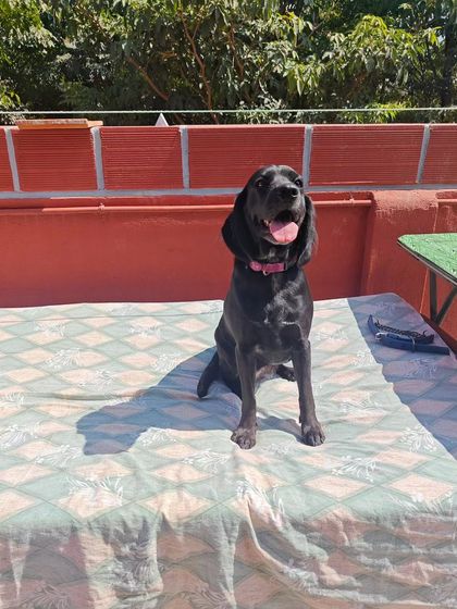 Poulomi Dhar - Dog Boarding & Daycare A Day in the Life at Our Abode photo 13