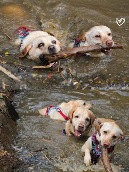 Sniff Stories - Pet Videography Paws, Splashes, and Muddy Noses photo 22