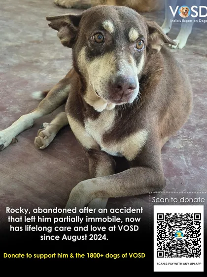 Rocky was abandoned after an accident left him partially immobile. He now has lifelong care and love at VOSD, but his well-being depends on your continued support.