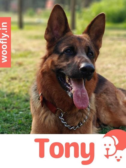 Woofly - At-Home Pet Grooming Fresh Looks for Our Furry Friends photo 5