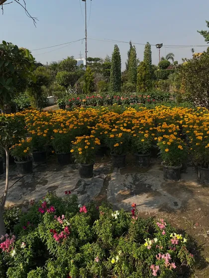 More of the vibrant seasonal flowers we have in stock. The nursery is always full of colour and life.