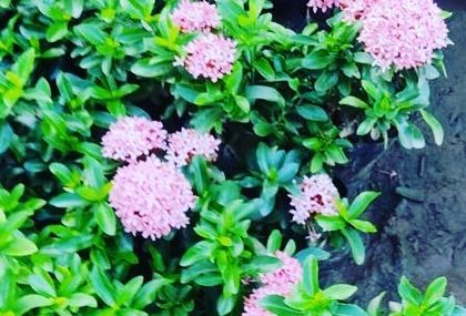 Rakshith Landscaping - Landscape Design & Installation Plant & Tree Supply photo 68