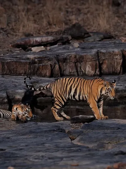 The mother tiger walks past her resting cubs, showcasing the family dynamics.