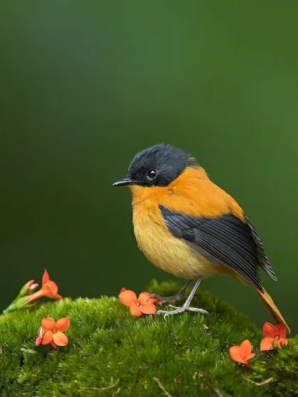 A male Black-and-orange Flycatcher on a mossy perch decorated with small orange flowers, a beautifully composed and artistic shot.