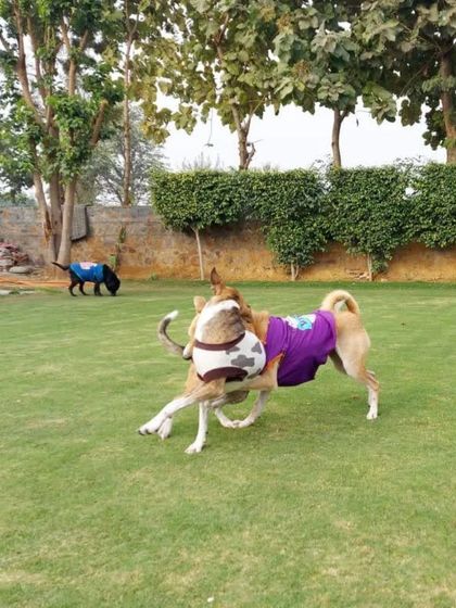 Two dogs in sweaters having a friendly wrestle on the grass.
