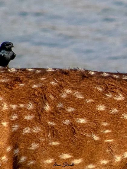A fun moment of symbiosis I call "The Wild Taxi." This shot captures a Black Drongo catching a ride on the back of a Spotted Deer in Ranthambore, a behavior that benefits both animals.