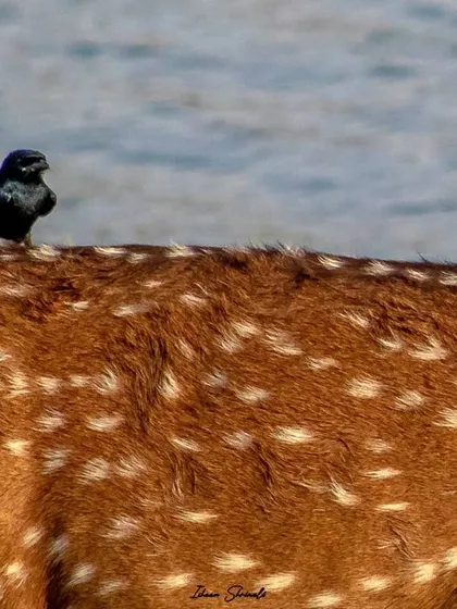 A fun behavioral shot showing a symbiotic relationship. This Black Drongo is getting a free ride on the back of a Spotted Deer in Ranthambore, creating a 'Wild Taxi' service.