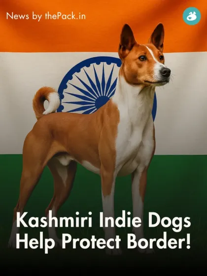 Our Indies are heroes. This post highlights the incredible story of how Kashmiri Indie dogs help protect our borders, proving their intelligence and loyalty. It's a powerful reminder of why we must respect and protect them.