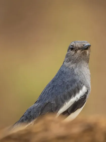 An up-close and personal portrait of an Oriental Magpie Robin. Even the most common birds are gorgeous when you take the time to appreciate their details.