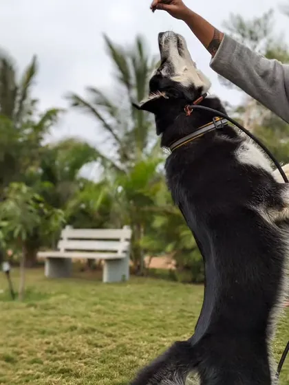 A huge part of our daycare and training is building a strong, positive bond with every dog. Here's our trainer having a fun, energetic play session with Gouda, a young Goberian. This kind of structured play is essential for burning energy and building trust.
