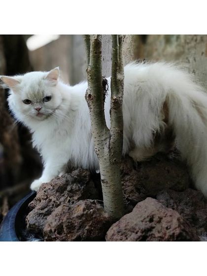 The Cat House - Cat Boarding Our Epic Catio & Play Zone photo 8