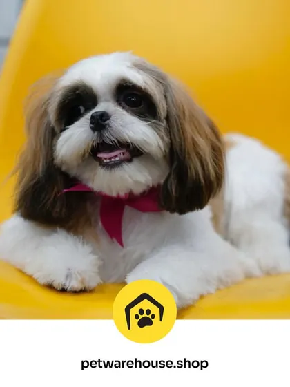 Fresh, fabulous, and ready for a close-up. This perfectly styled Shih Tzu is lounging after their grooming session, showing off a neat face trim and a cute bow. We believe every pet deserves to look and feel this good.