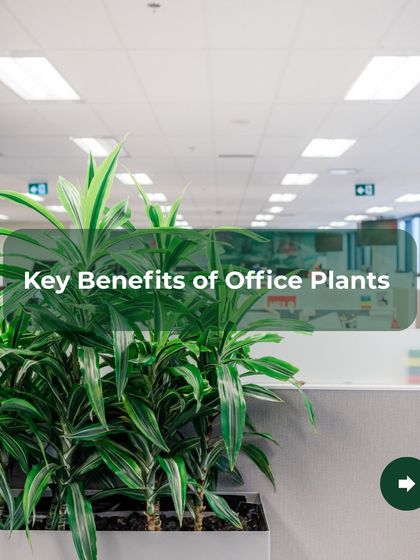 This image summarizes the key benefits of having plants in the office. From reducing stress to purifying the air, my service is an all in one solution for creating a better work environment.