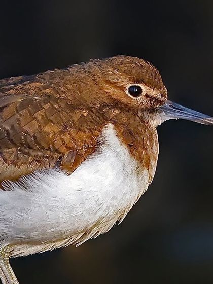 A portrait of a Common Sandpiper. The image shows the fine brown and white feather patterns and its relatively long, sharp beak, suited for probing in mud.