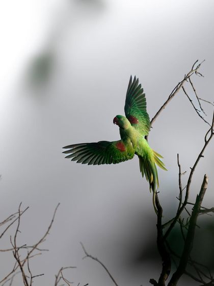 An Alexandrine parakeet in flight, its wings spread wide. The red patches on its shoulders are clearly visible, distinguishing it from the rose-ringed parakeet.
