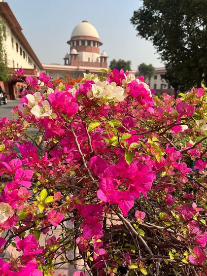 A beautiful floral display at the court to start the week. It’s small moments like these that bring a sense of calm and fulfillment to a busy litigator's life.