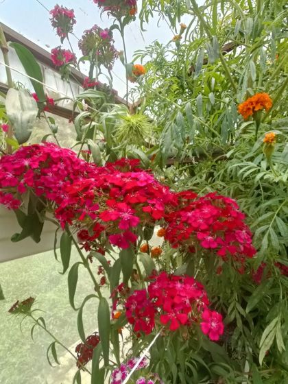 A gallery of the many different flowers I have successfully grown, showing a wide range of colors and types.