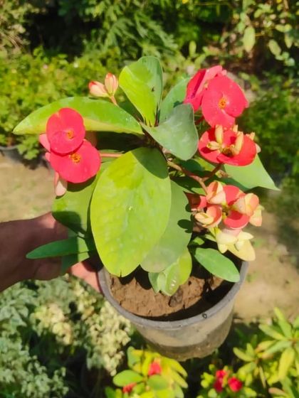 The Crown of Thorns plant (Euphorbia milii) produces these lovely red flowers. It's a very tough succulent that thrives in sunny spots.