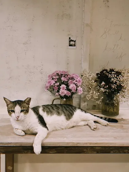And this is Silky, our studio's furry zen master. He brings so much calm and joy to the space, often supervising classes from his favorite spot on the table. He is a beloved part of the Mitti family.