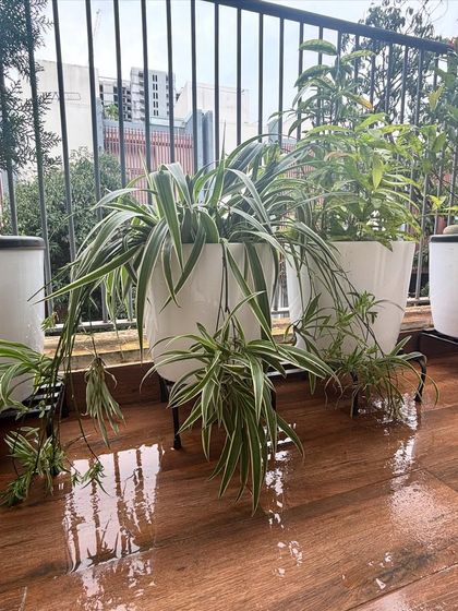 The Spider Plant is one of the easiest plants to grow and propagate. It produces these little "spiderettes" or baby plants that you can snip off and plant to create new plants. It's the gift that keeps on giving.
