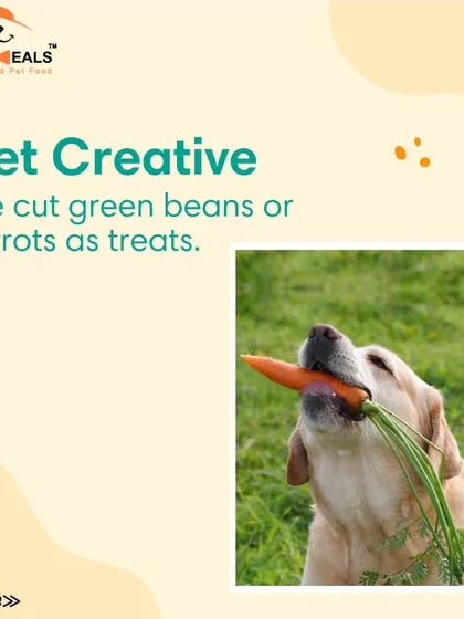 Starting a weight loss diet can be a big change. I share my tips on how to ease your pet into their new plan slowly, make the food appealing with healthy toppers, and use creative, low-calorie treats like carrots to keep them happy.