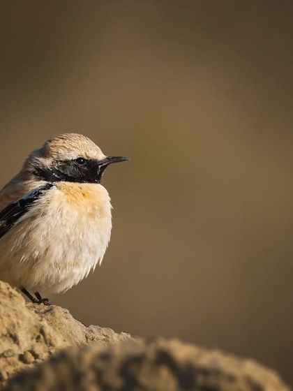 A close-up portrait of the Desert Wheatear, showing its distinct black mask and sandy plumage.